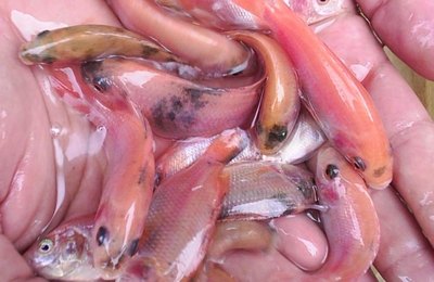 Governo de Alagoas distribuiu 168,9 mil alevinos em novembro