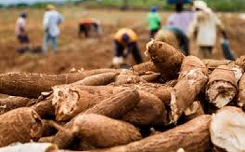 Banco do Nordeste registra alta de 115% nos financiamentos para agricultura familiar