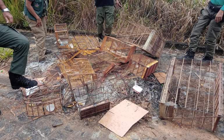  23ª edição da Operação Curupira resgata 235 aves  