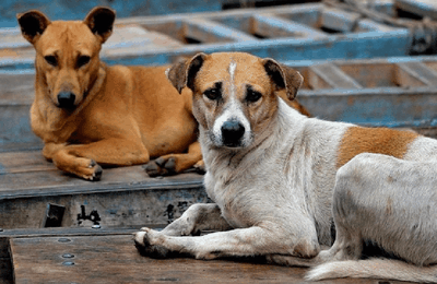 Arapiraca: Cadastro para castração de cães e gatos acontece todas as sextas