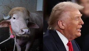 Bufalo albino ao lado de Donald Trump. Fonte: Internet