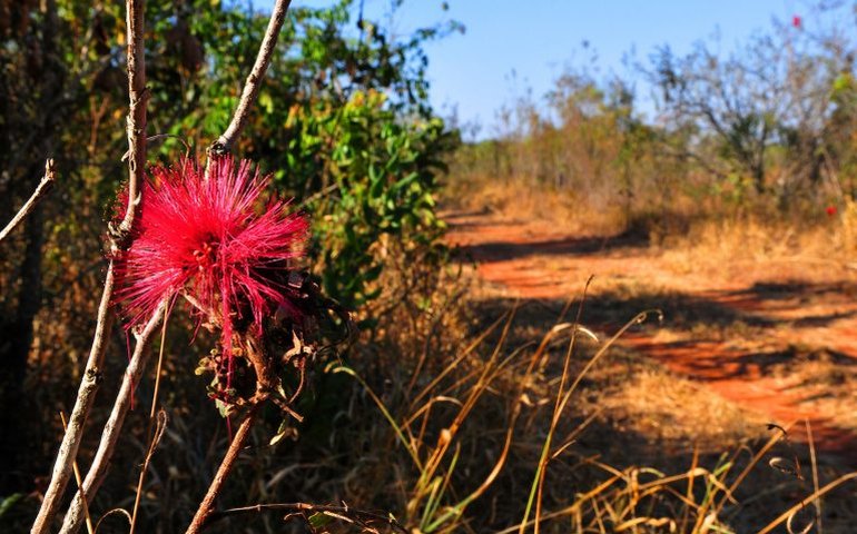 Seminário discute papel estratégico do Cerrado na preservação de recursos hídricos no País