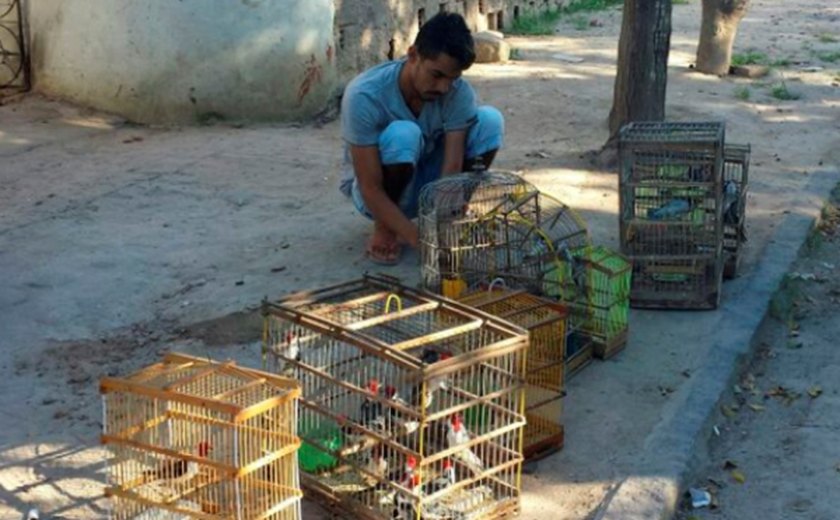Mais de 270 animais silvestres são resgatados na região de Arapiraca