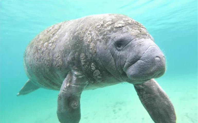 Aprovado em 1º turno projeto que institui o Dia Estadual de Conscientização e Preservação do Peixe-Boi