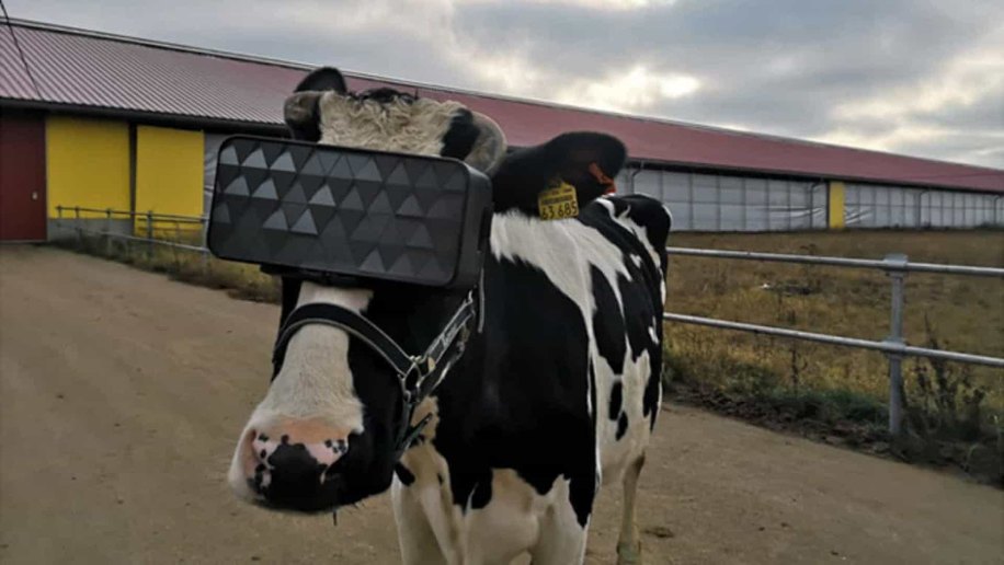 Agricultores russos testam efeito de Realidade Virtual em vacas