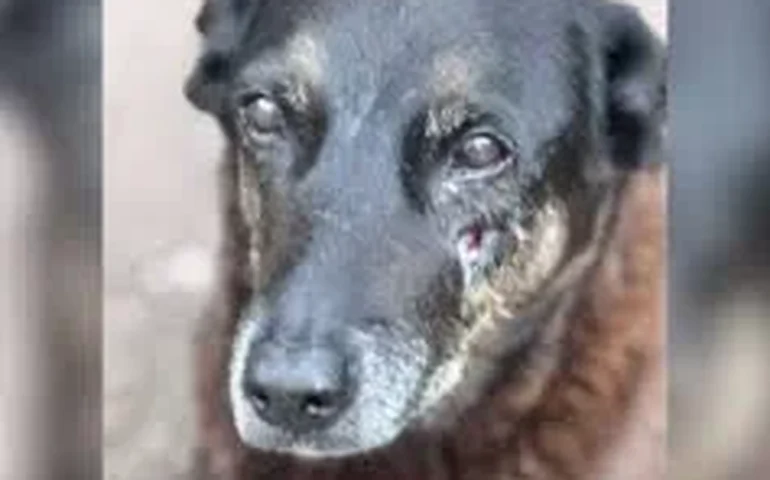 Cão Orelha: governador de SC detalha medidas tomadas pela Polícia Civil