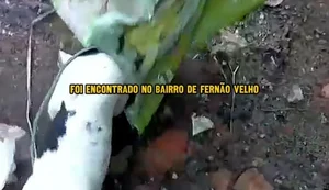 Foto: Reprodução