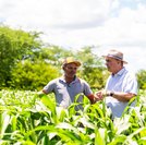 Nova lei do seguro rural amplia proteção para produtores no campo