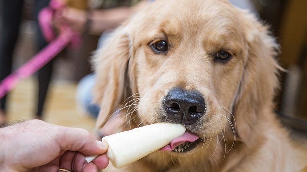 Tendência pet friendly ganha mercado consumidor