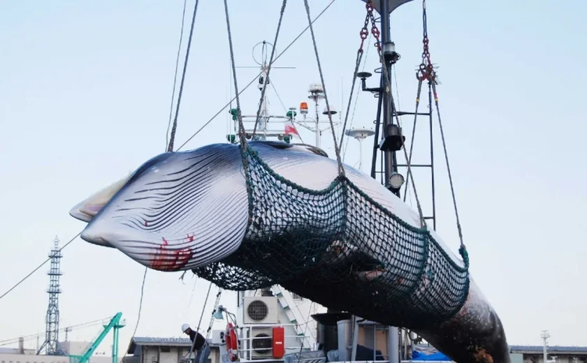 Em guerra com os ambientalistas, Japão lança novo 'navio-mãe' de caça às baleias