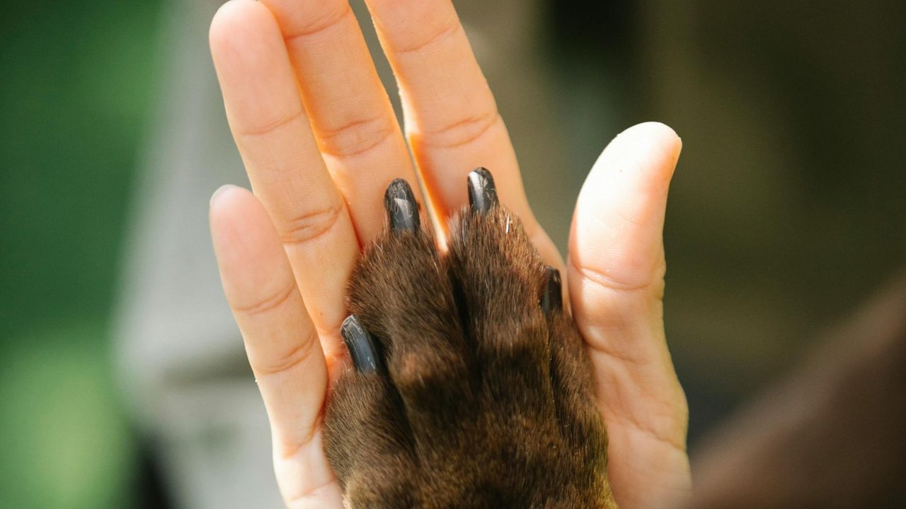 A ciência por trás da fidelidade dos cães aos seus tutores