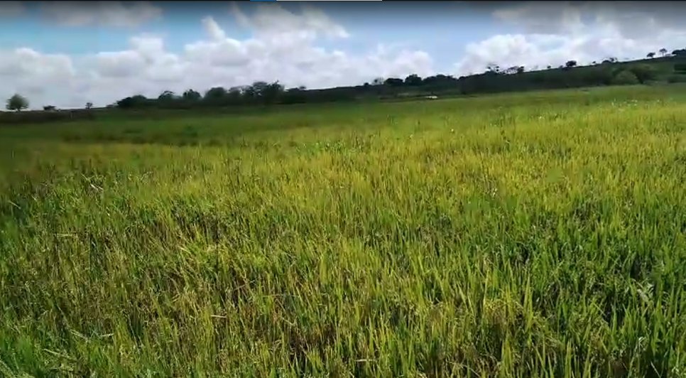 Rizicultores começam vigilância contra aves que prejudicam a produção no Baixo São Francisco / Foto: Foto: Redes Sociais/ Reprodução