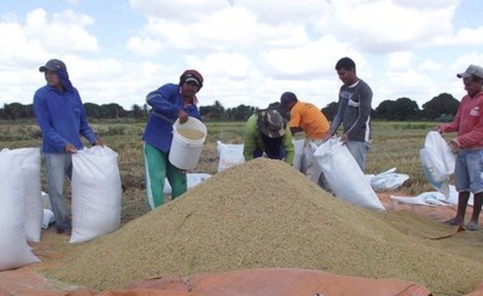 Agricultores no município de Porto Real do Colégio iniciaram a colheita da safra de inverno de arroz