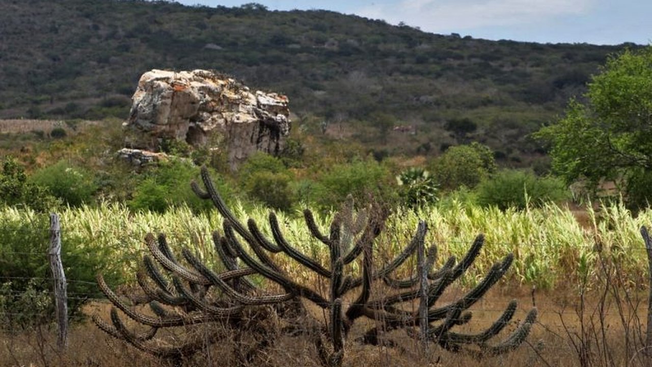 Comissão de Meio Ambiente debate preservação da Caatinga