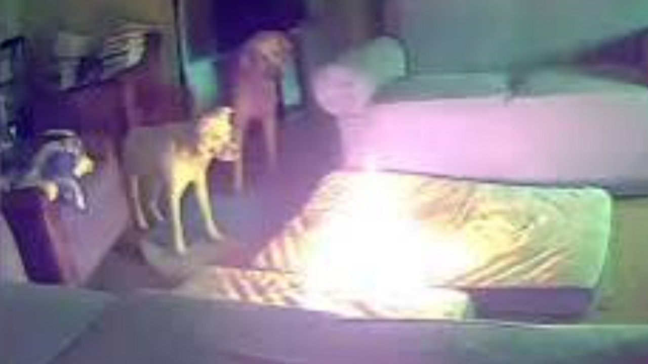Nos EUA, cachorro provoca incêndio em casa após mastigar bateria de celular