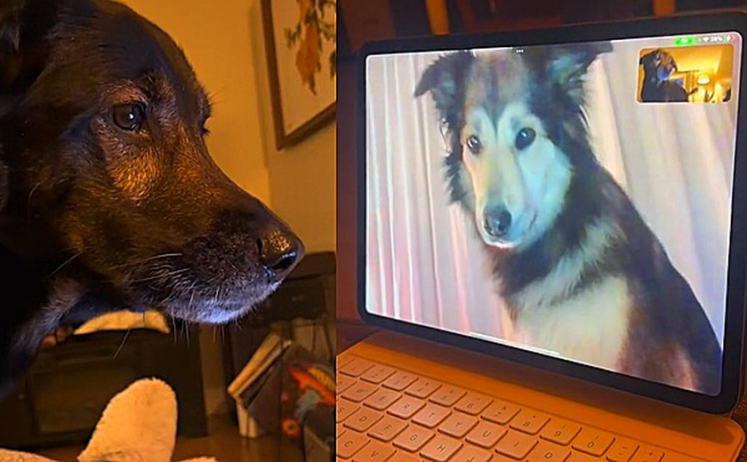 Com saudades, cães melhores amigos conversam emocionados por videochamada