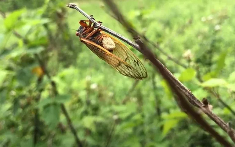 'Cigarras zumbis': Fungo altera comportamento sexual dos insetos e 'os come de dentro para fora'; entenda