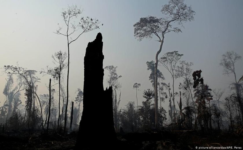 Degradação da Amazônia já chegou a ponto irrecuperável, diz estudo