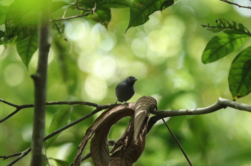 Meio ambiente: Alagoas é refúgio dos únicos filhotes da choquinha-de-alagoas
