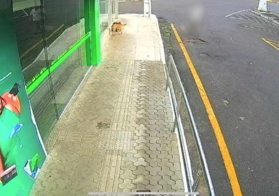 Idoso é preso por envenenar animais de rua em Palmeira dos Índios