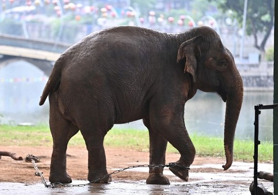 Elefantas acorrentadas no zoológico de Hanói causam indignação no Vietnã