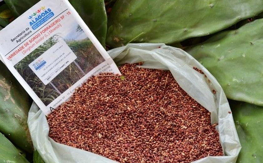 Alagoas deve ganhar 86 unidades das culturas de palma e sorgo