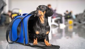 Certificação online permite viajar com pets para Europa; saiba como emitir