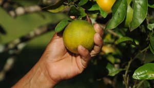 Laranja/Mão Amiga 