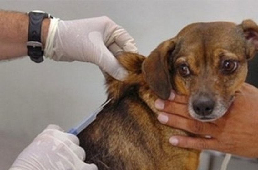 Vacinação antirrábica supera meta com cobertura de 84%