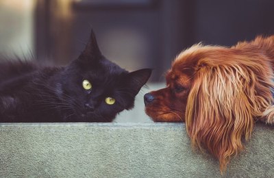 Arapiraca inicia vacinação antirrábica para cães e gatos a partir desta quarta-feira (20)