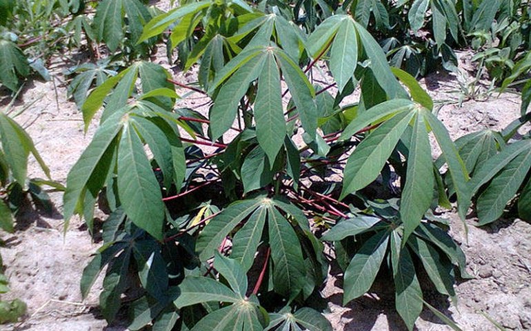 Com apoio da Codevasf, cultura da mandioca dará salto tecnológico em Alagoas