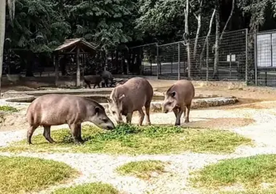 O amor está no ar: zoológico de Washington registra '1º flerte' de pandas
