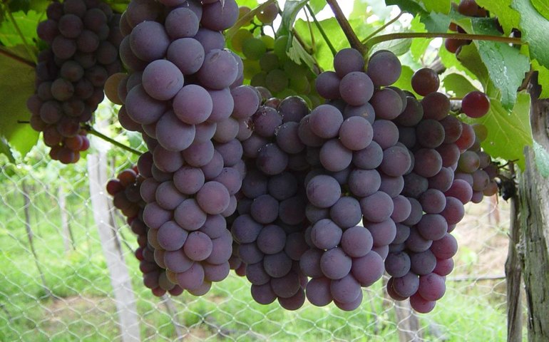 CMN reajusta preço mínimo da uva