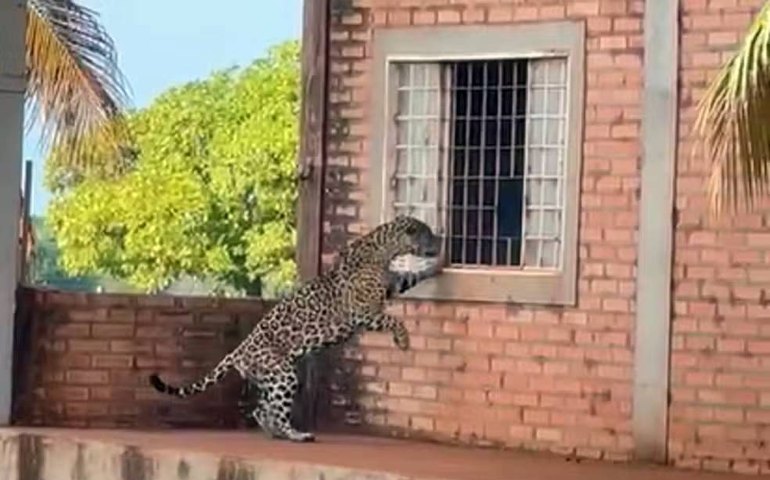 Onça-pintada tenta entrar em casa de fazenda em Pium