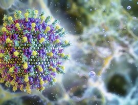 Ministério da Saúde descarta risco do vírus Nipah para o Brasil