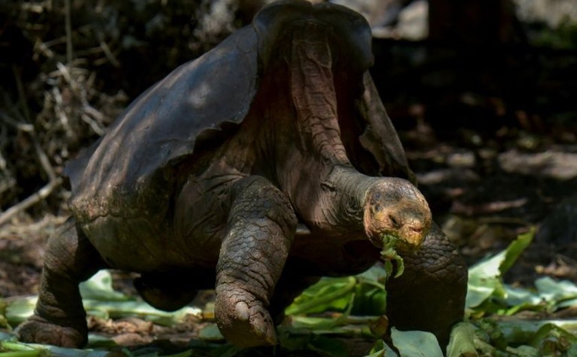 Tartaruga Diego se aposenta com mais de cem anos após ajudar a salvar espécie