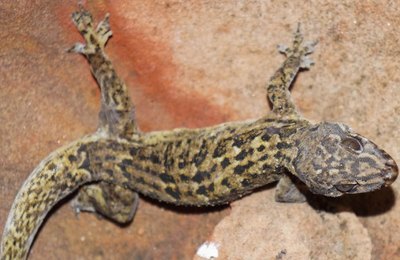 Pesquisadores da Ufal registram novas espécies de lagartixas nativas do Nordeste