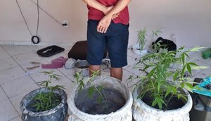 Polícia prende suspeito por cultivo de maconha no Mosqueiro
