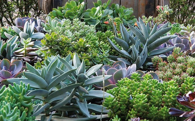 Secretaria da Saúde entrega mudas de plantas medicinais para agricultores alagoanos