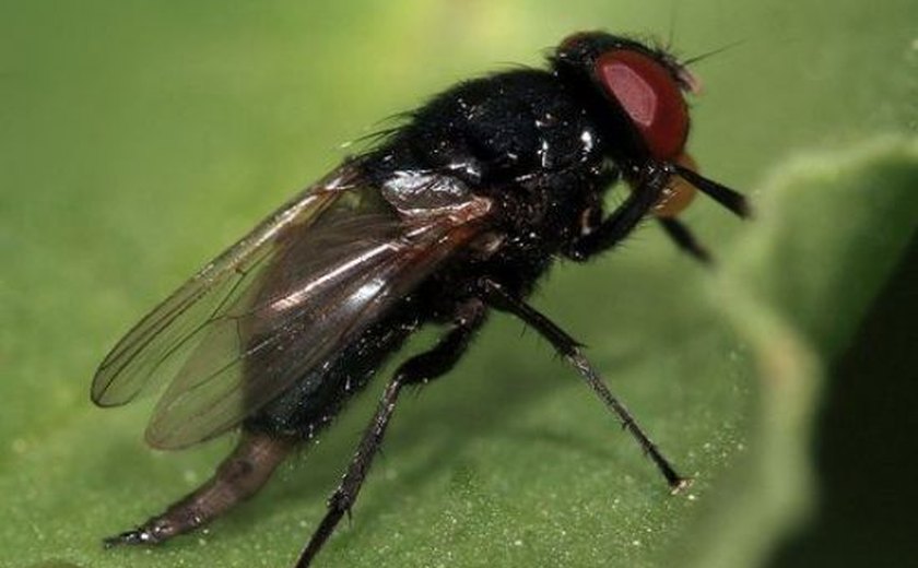 Agricultura alerta para pragas que podem ameaçar fruticultura no Estado