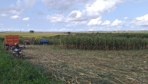 Produção de milho / Foto: Agência Sergipe