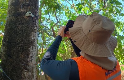 Saiba como identificar árvores com risco durante o período chuvoso