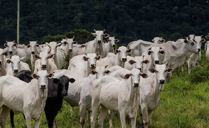 Confederação da Agricultura e Pecuária do Brasil afirma que não faltará carne no mercado brasileiro
