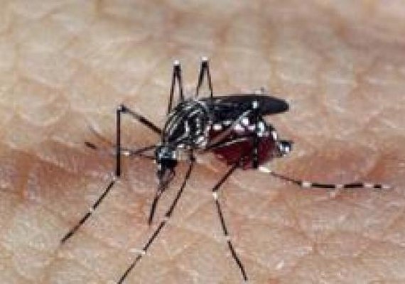 Falta d’água pode contribuir para mais casos de chikungunya, diz professor
