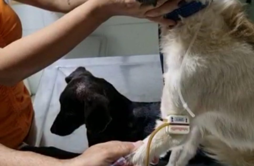 7668a8c3-b96a-4e7e-a6f4-df74834e4889. cachorro / Foto: Foto: reprodução/divulgação ascom SSP/SE