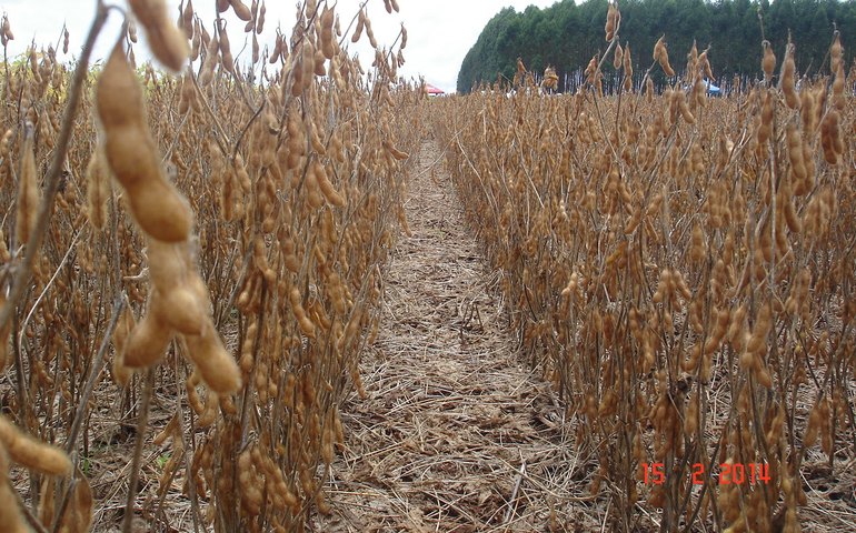 Produtores de soja têm cultivar convencional resistente a nematoides