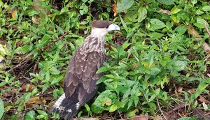 Animais silvestres são resgatados em Aracaju