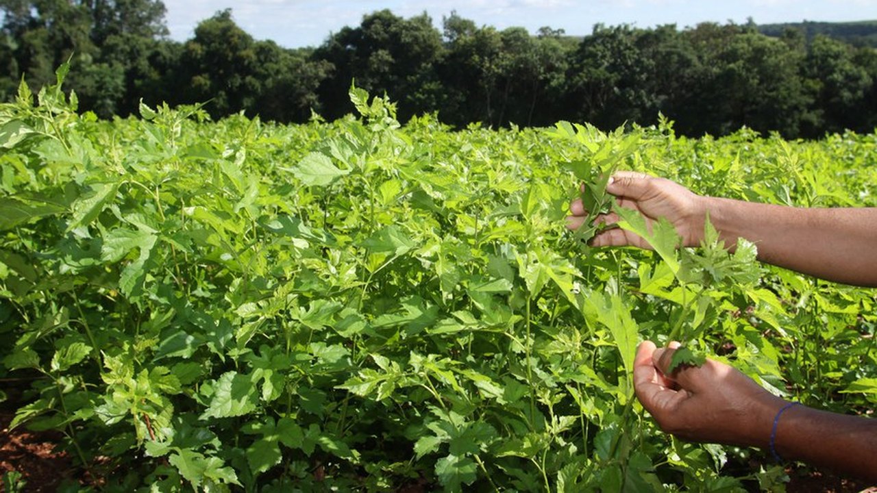 Medida provisória que liberava crédito extra para agricultura familiar perde validade