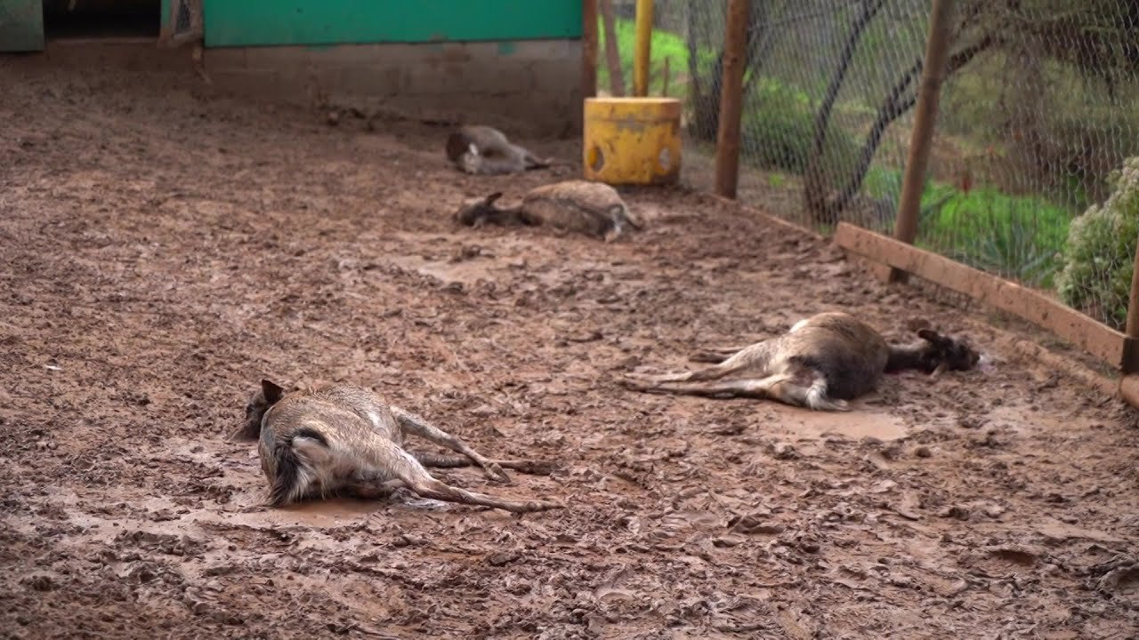 Ataque de cães 'ferais' deixa 23 animais mortos em zoológico no Chile