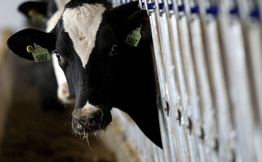 País recebe status internacional como livre de febre aftosa sem vacina